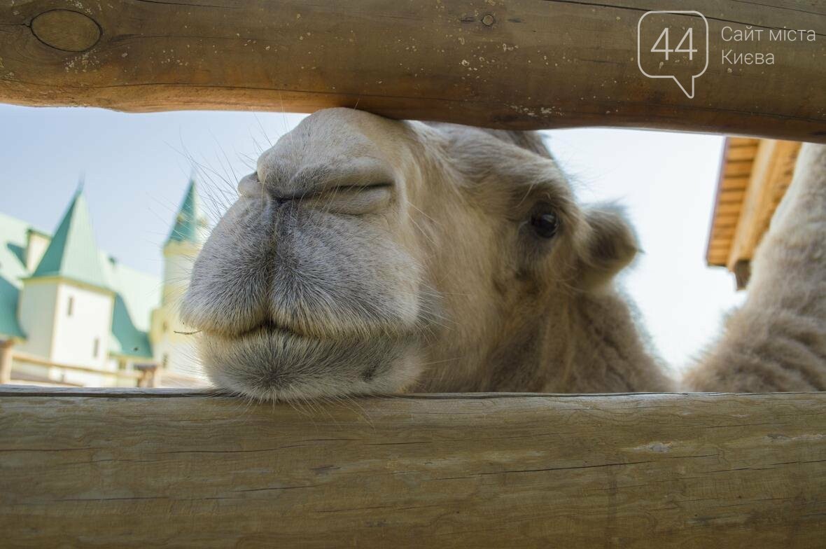 Вояж по зоопарку “12 месяцев”: экзотические животные, боль..., фото-23 Вояж по зоопарку “12 месяцев”: экзотические животные, большой бассейн и сказочный дворец, фото-23