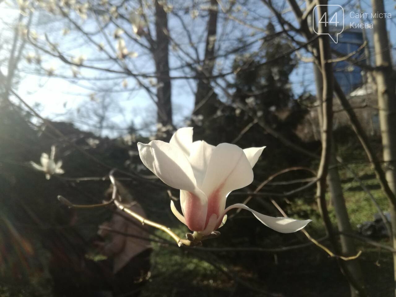 перешейка магнолия на кунашире фото процесс называется фотореспирацией