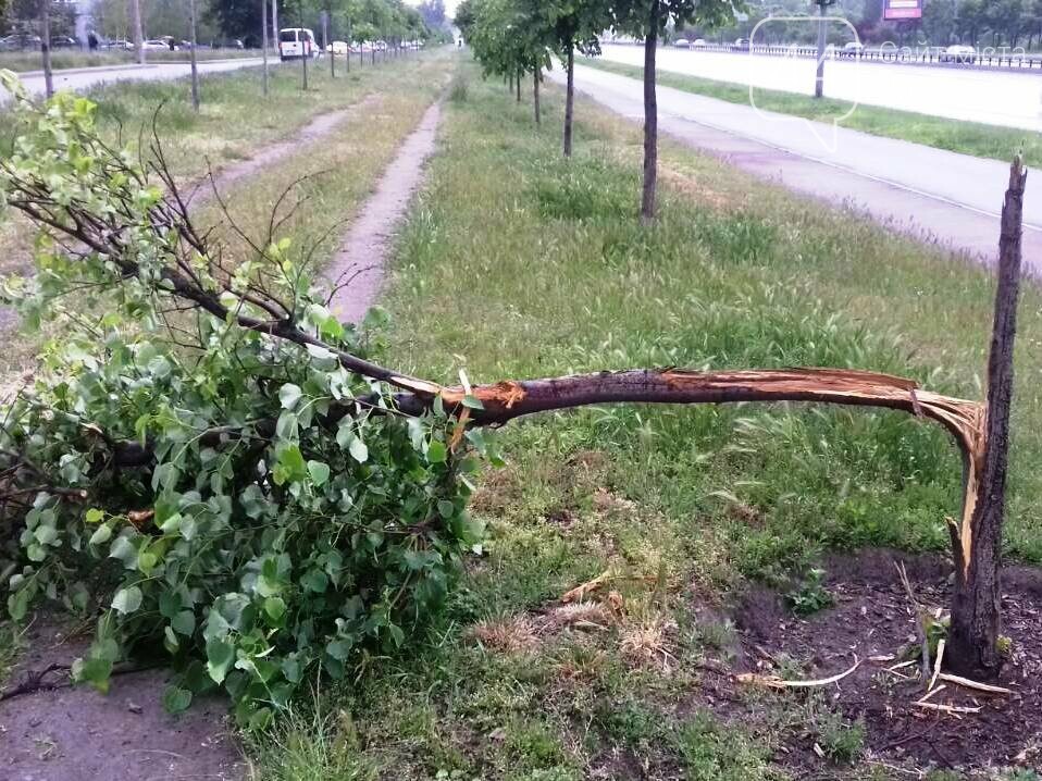 Фото Киевзеленстроя