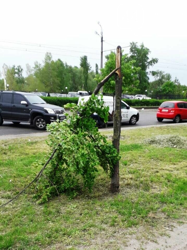 Фото Киевзеленстроя