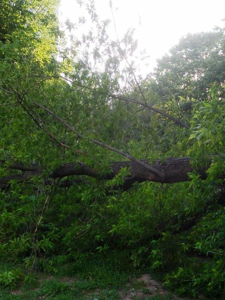 Фото Киевзеленстроя