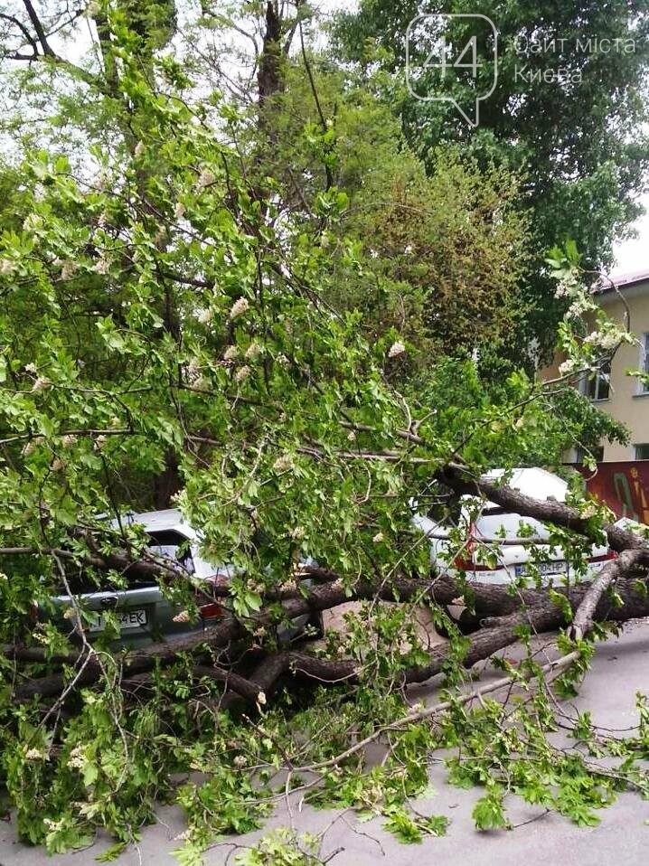 Фото Киевзеленстроя