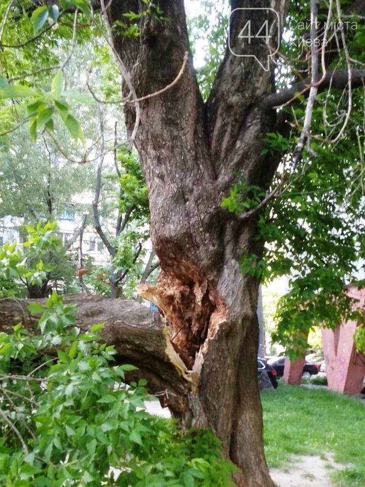 Фото Киевзеленстроя