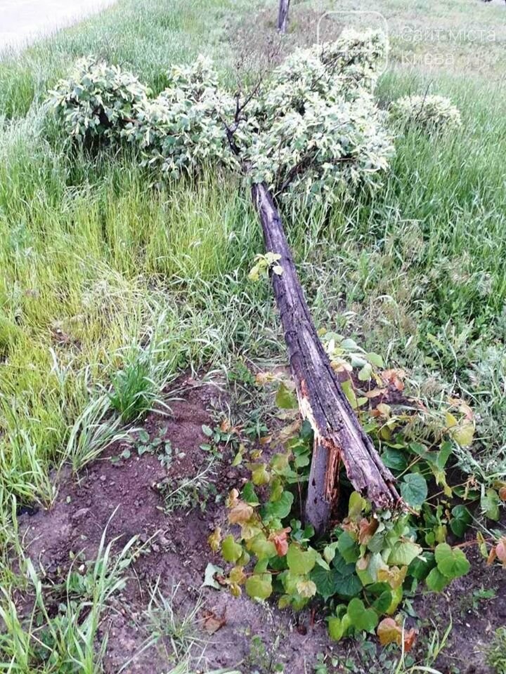 Фото Киевзеленстроя