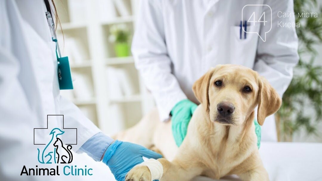 Нова ветклініка в Боровій — Animal Clinic | Новости