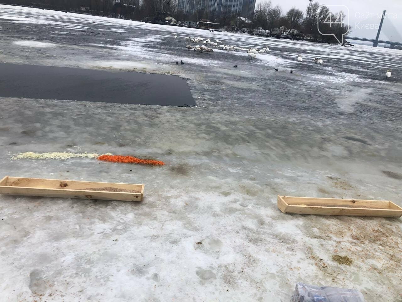 У Києві врятували зграю лебедів