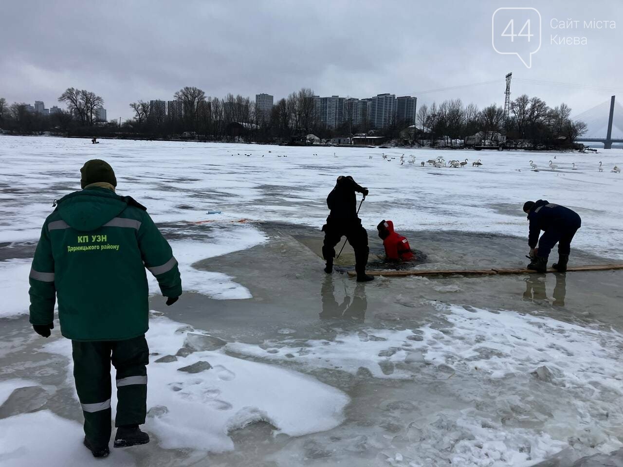 У Києві врятували зграю лебедів
