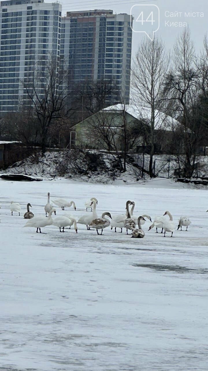 У Києві врятували зграю лебедів