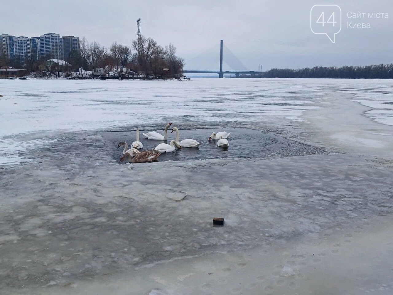 У Києві врятували зграю лебедів