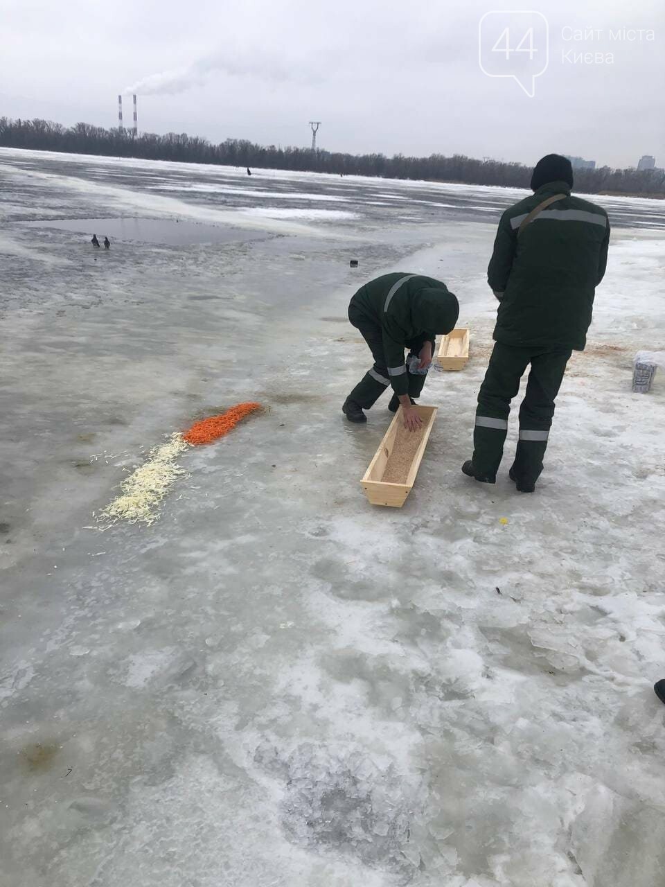 У Києві врятували зграю лебедів