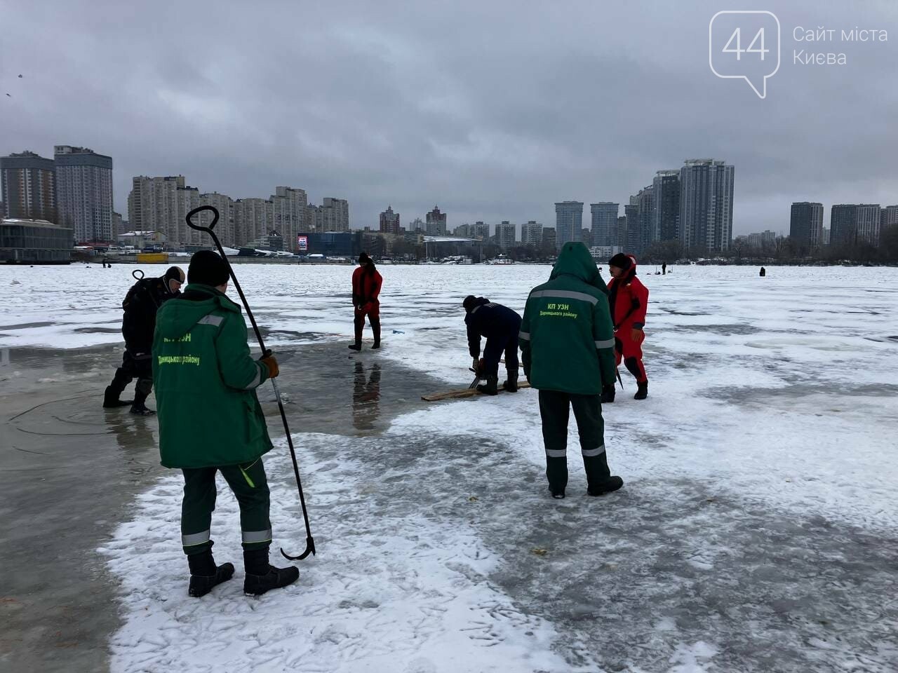 У Києві врятували зграю лебедів