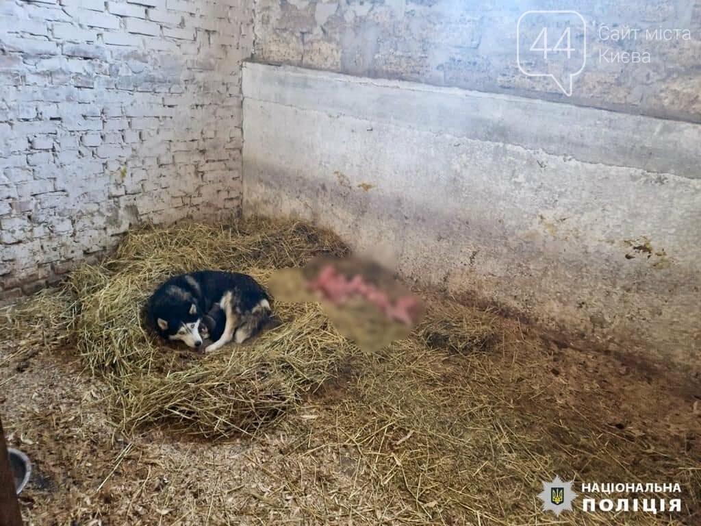 Надійшло повідомлення про ймовірне жорстоке поводження з тваринами