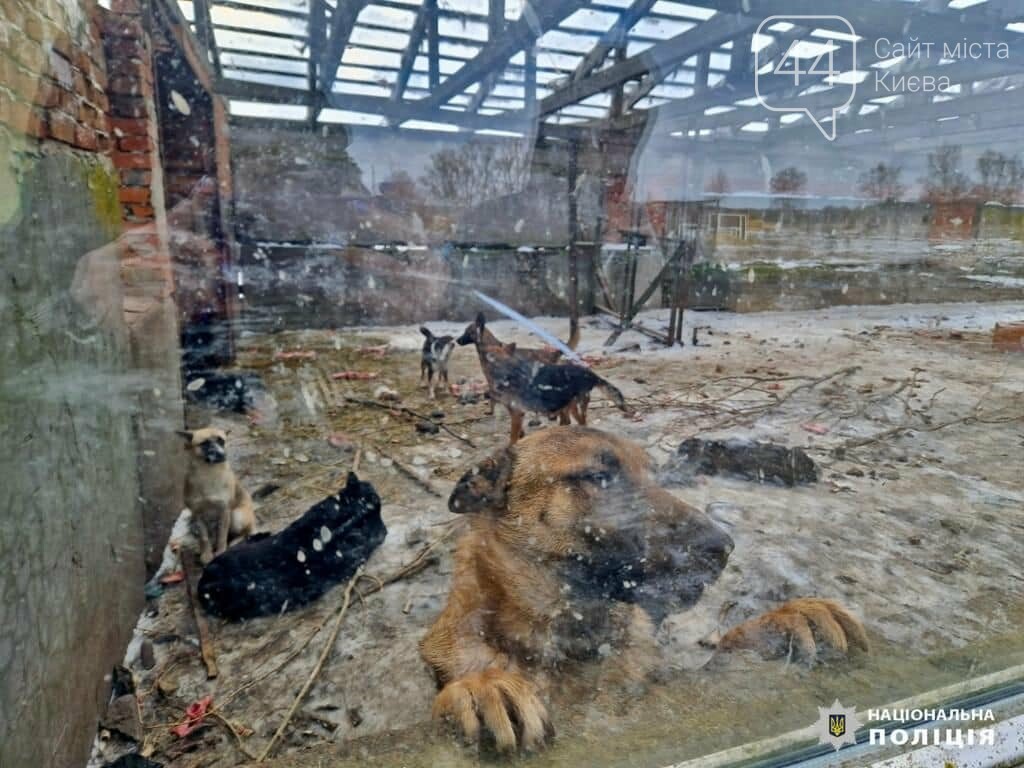 Надійшло повідомлення про ймовірне жорстоке поводження з тваринами