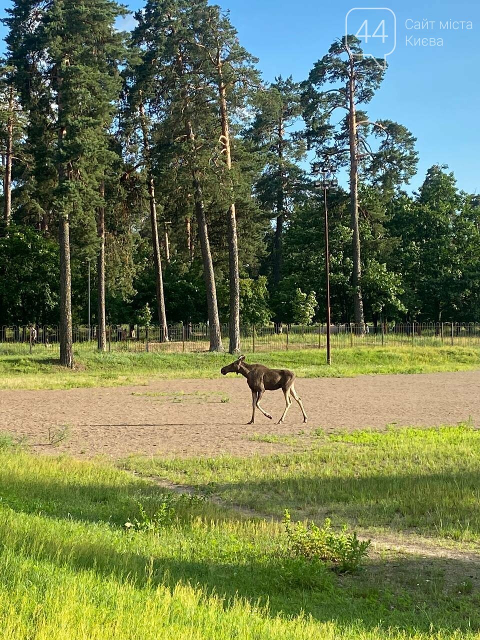 Лосеня в парку Партизанської слави