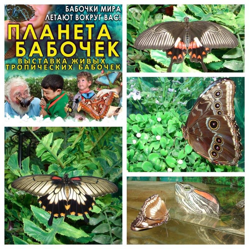 Купить Живых Бабочек Минск