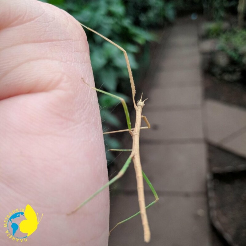 Палочник Аннамский (Medauroidea extradentata) - Изображение 8
