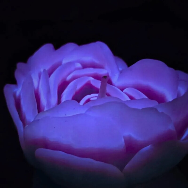 Свічка троянда люмінісцентна GlowKink 62 г, низькотемпературна, L, для БДСМ, фіолетова - Зображення 3