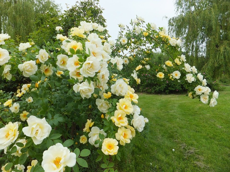 В киевском ботсаду зацвели розы