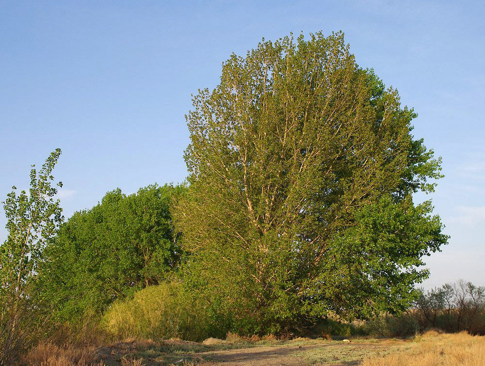 10 причин, почему стоит переехать жить на Осокорки, Фото: newderevo.ru