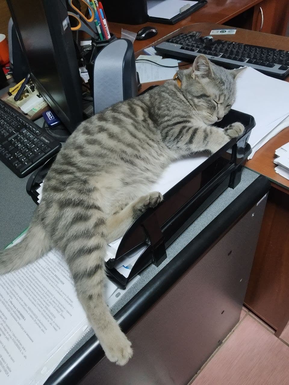 В Киеве кот получил звание майора ДСНС, Фото: пресс-служба столичных спасателей