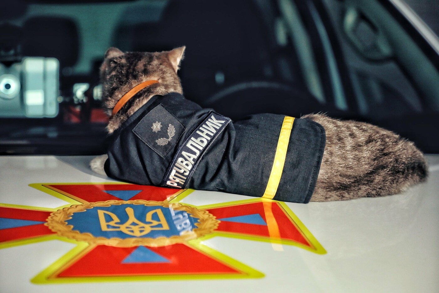 В Киеве кот получил звание майора ДСНС, Фото: пресс-служба столичных спасателей
