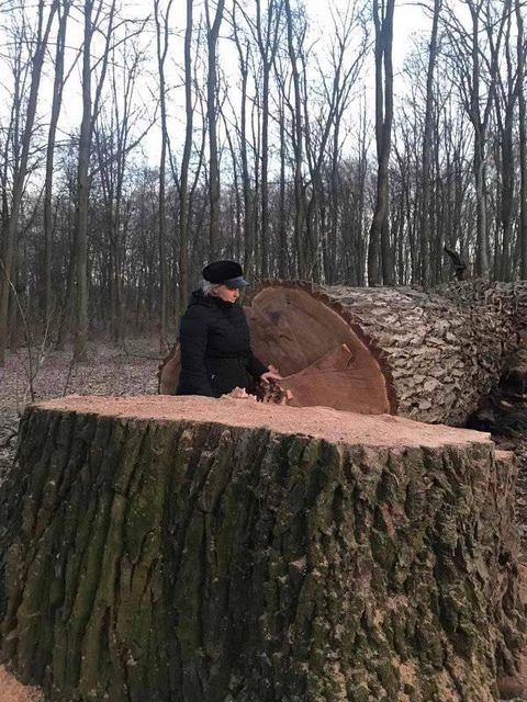 В Голосеевском парке срубили 12 вековых дубов., Фото из паблика Клуб коренного киевлянина