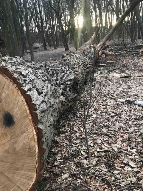 В Голосеевском парке срубили 12 вековых дубов., Фото из паблика Клуб коренного киевлянина