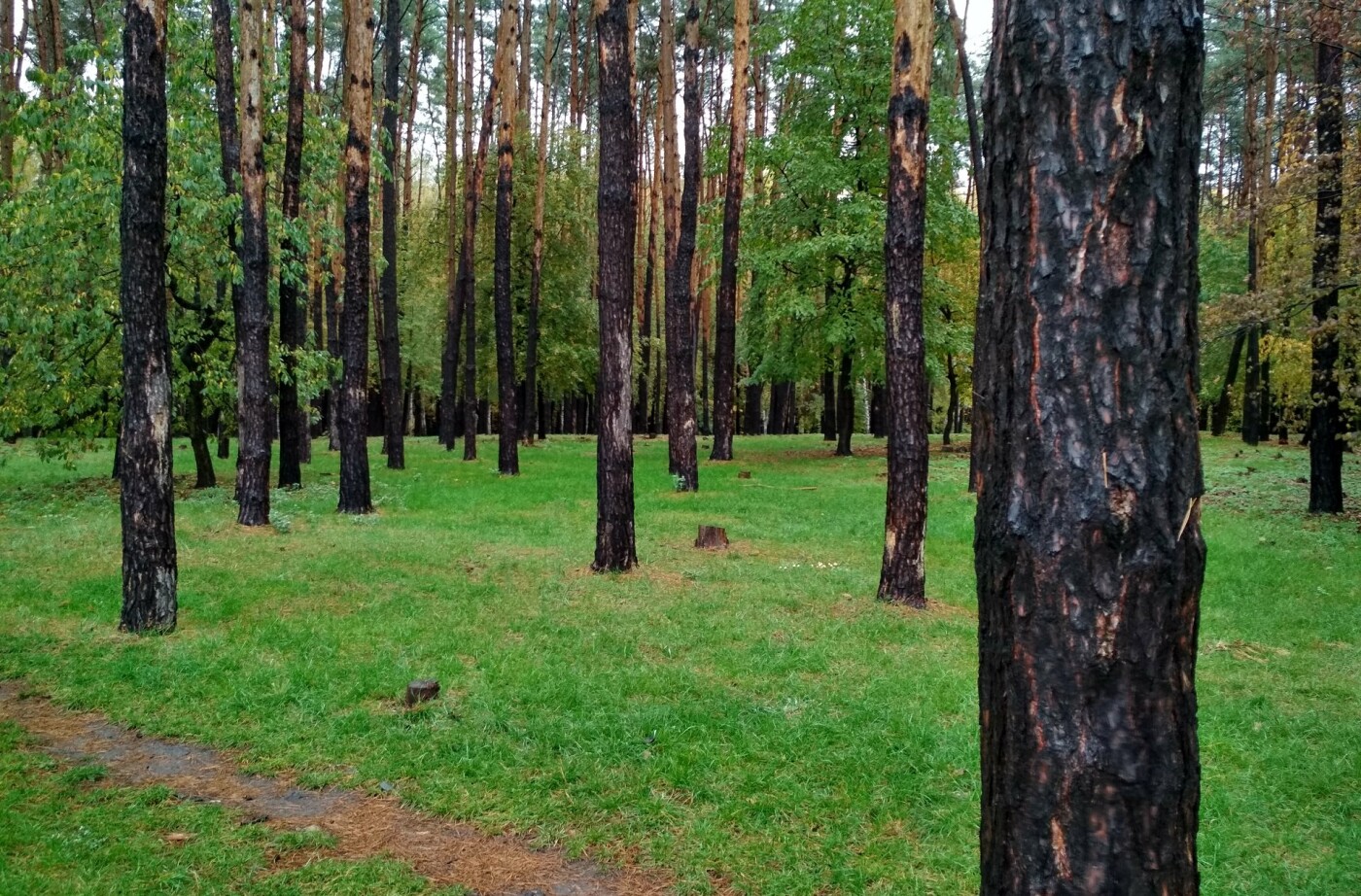 «Совки» на Борщаговке: чем интересен один из лучших парков Киева, - ФОТО, Фото: Олексій Нестеренко