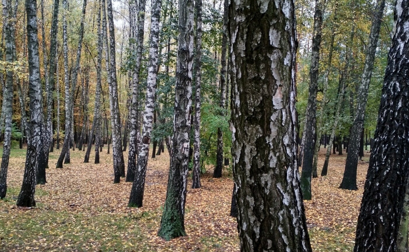 «Совки» на Борщаговке: чем интересен один из лучших парков Киева, - ФОТО, Фото: Олексій Нестеренко