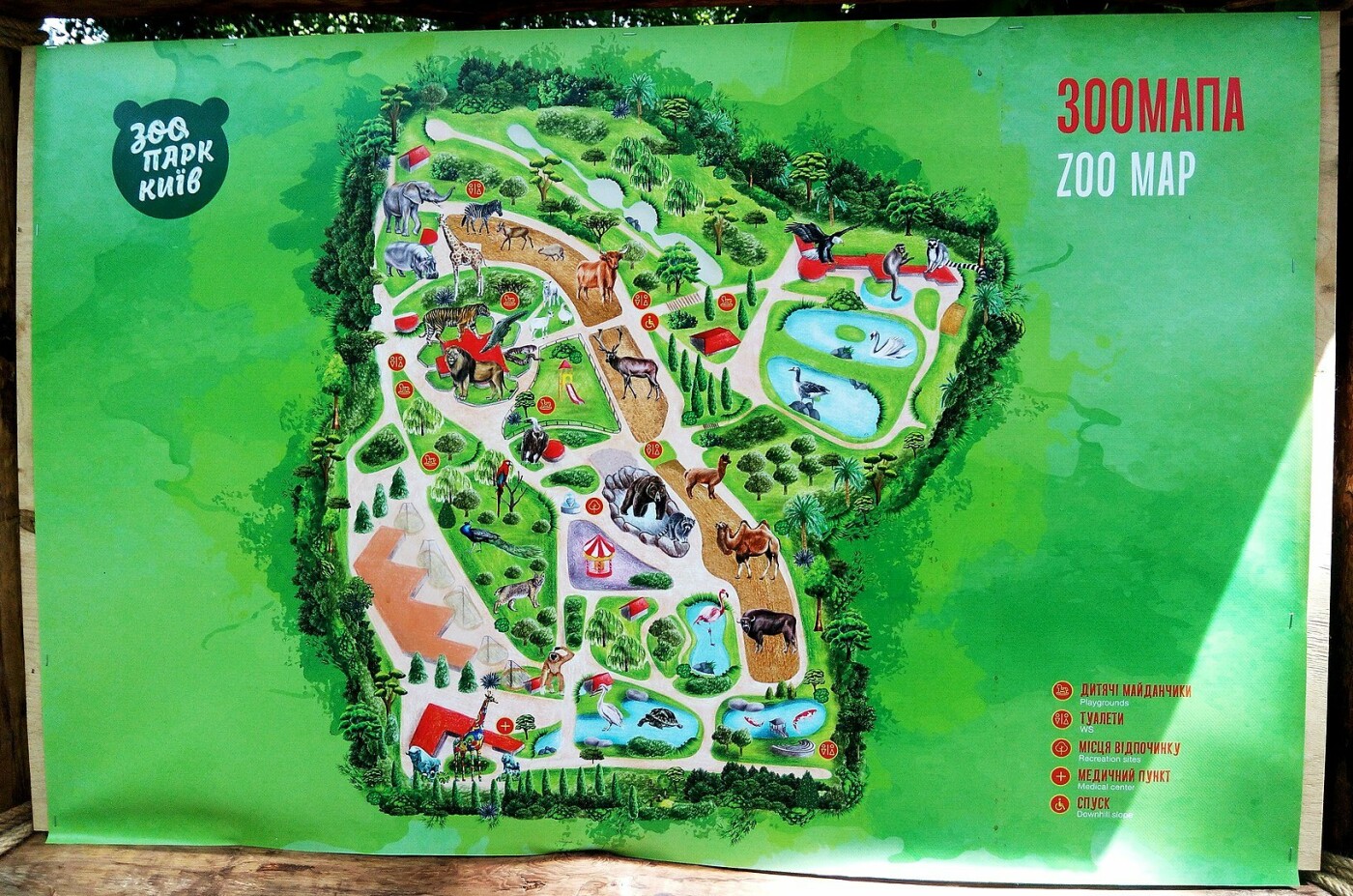 Киевский зоопарк: почему стоит посетить и как до него добраться, Фото: Википедия