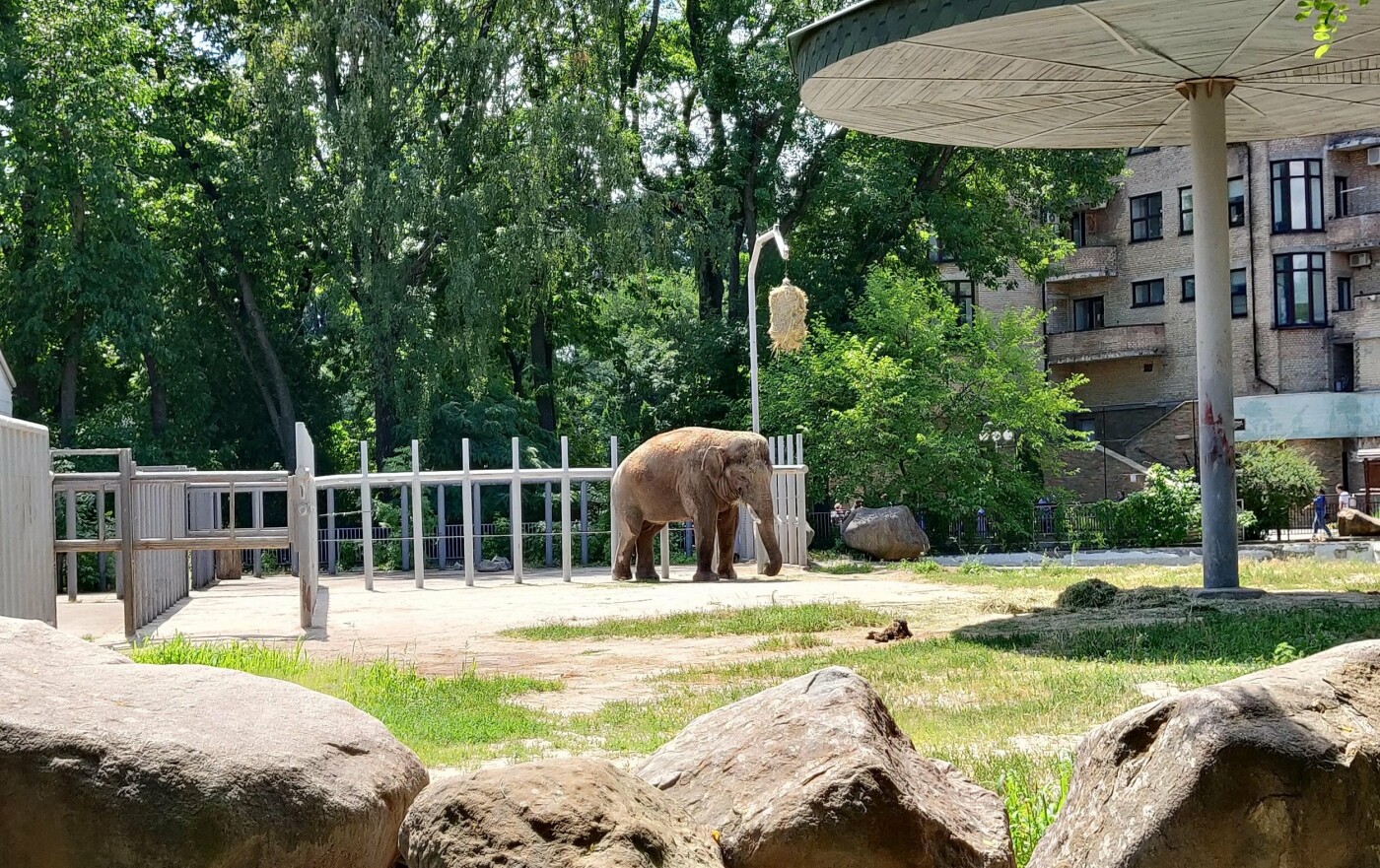 Киевский зоопарк: почему стоит посетить и как до него добраться, Фото:  Andrii Malchyk