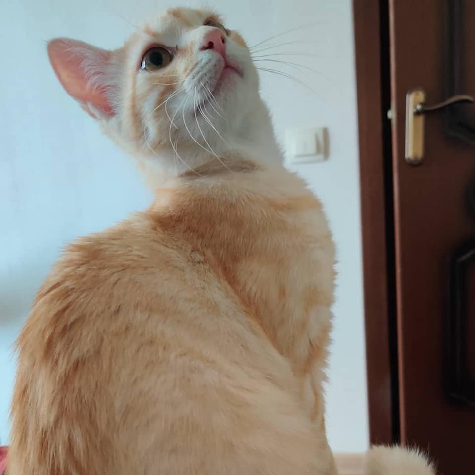 "Хочу домой": в Ирпене зоозащитники проведут ярмарок котят, Евгения Мельник