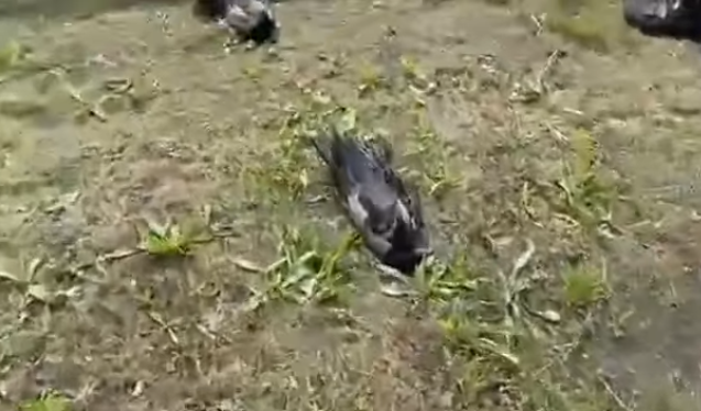 В Киевском парке по неизвестным причинам гибнут птицы., Скриншоты с видео
