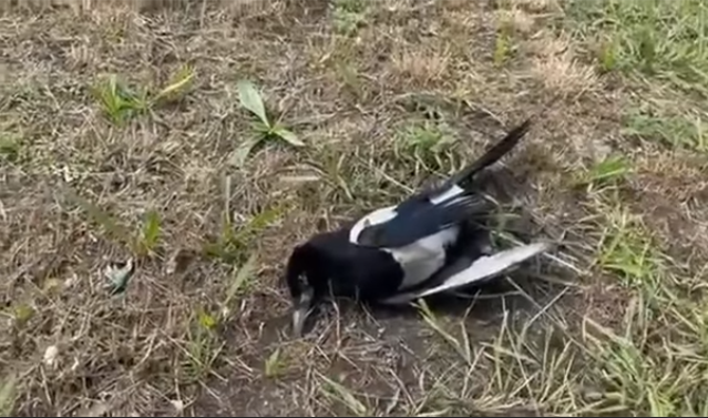 В Киевском парке по неизвестным причинам гибнут птицы., Скриншоты с видео
