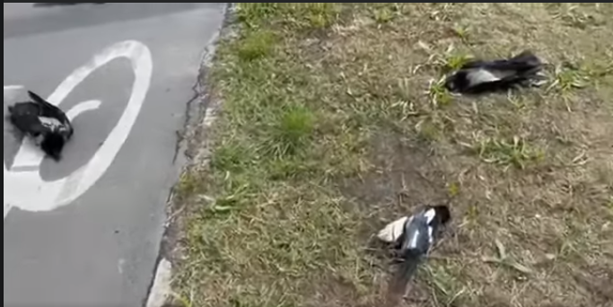 В Киевском парке по неизвестным причинам гибнут птицы., Скриншоты с видео