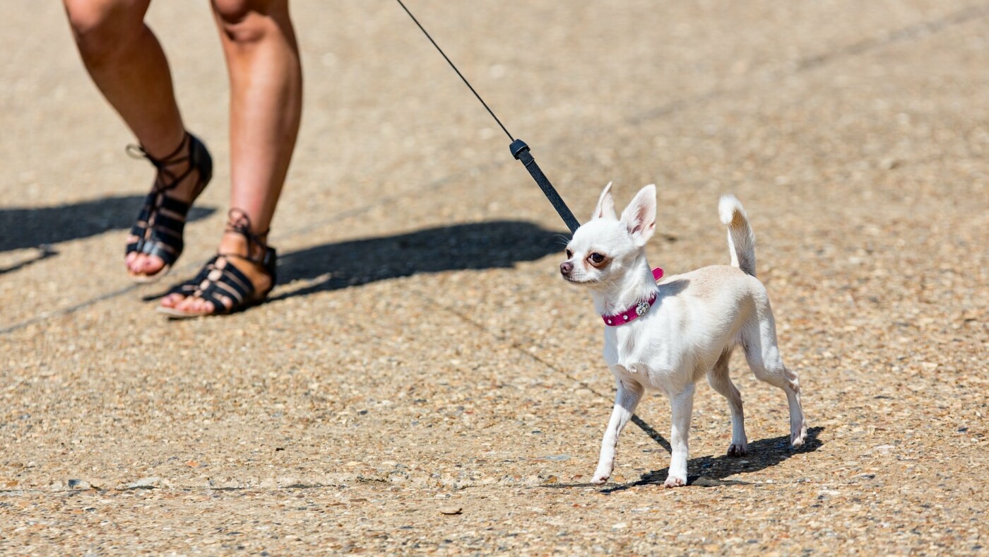 Собака породы чихуахуа, Фото: Mark Timberlake