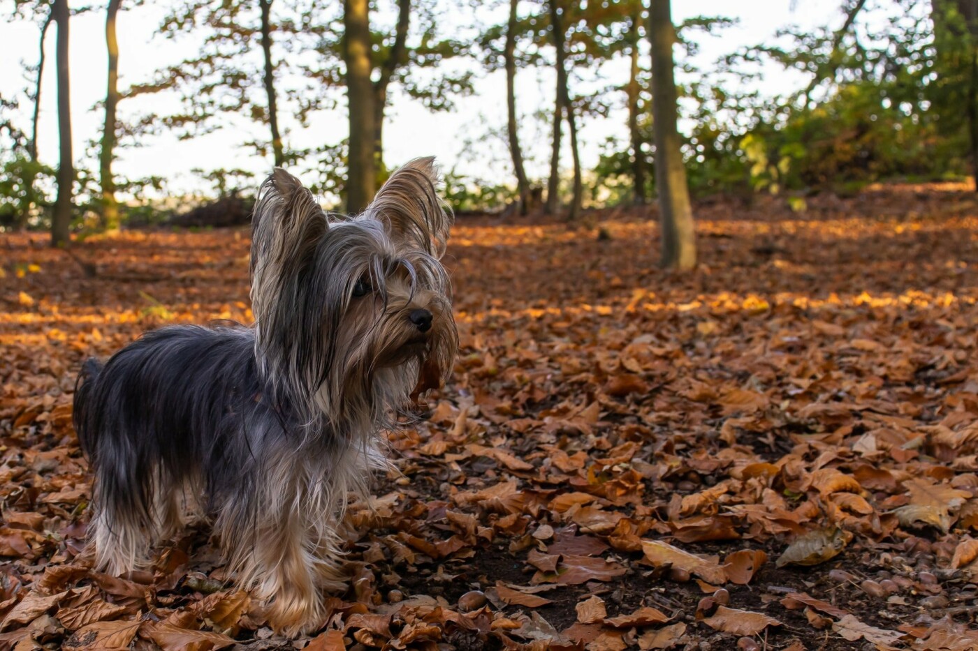 Собака породы йоркширский терьер, Фото: Timo Hardt
