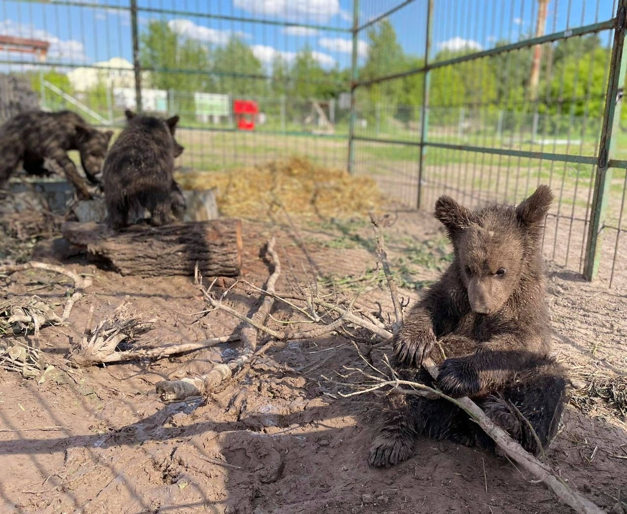 Под Киевом из контактного зоопарка спасли пять медвежат, Фото из сайта фонда "Клуб Добродеятелей"