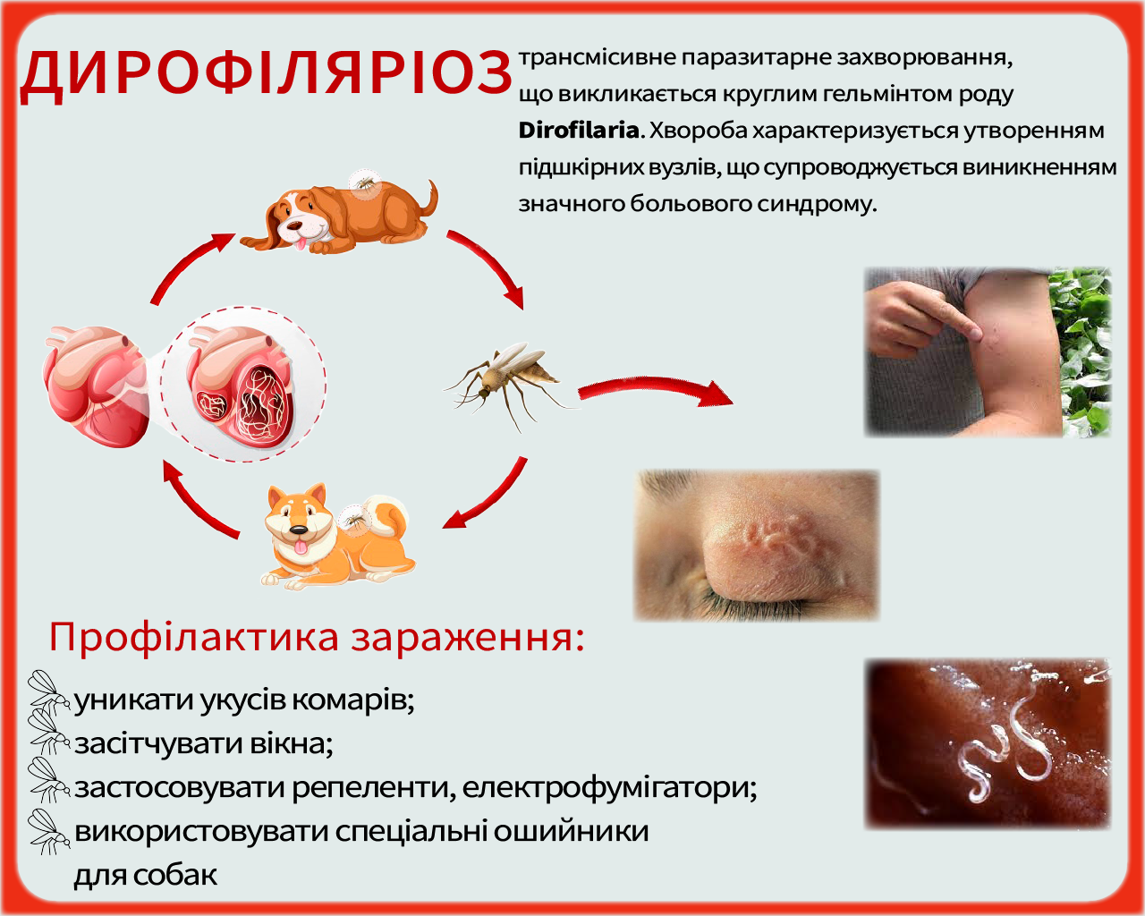 В Киеве зафиксировали несколько случаев заражения инфекцией, которую переносят комары