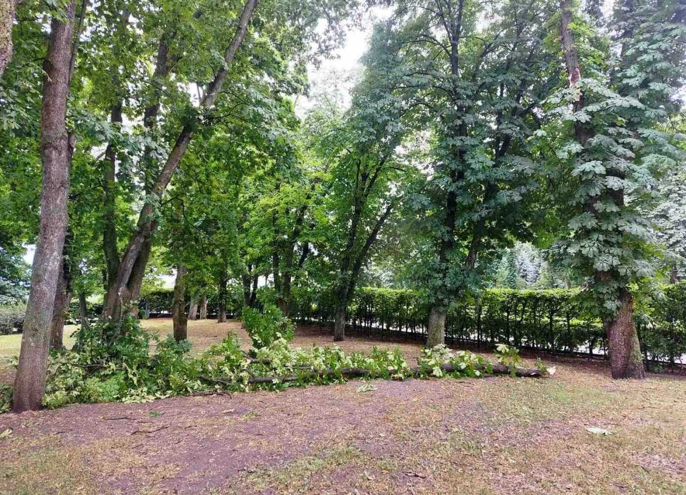 У Києві комунальники прибирали повалені дерева