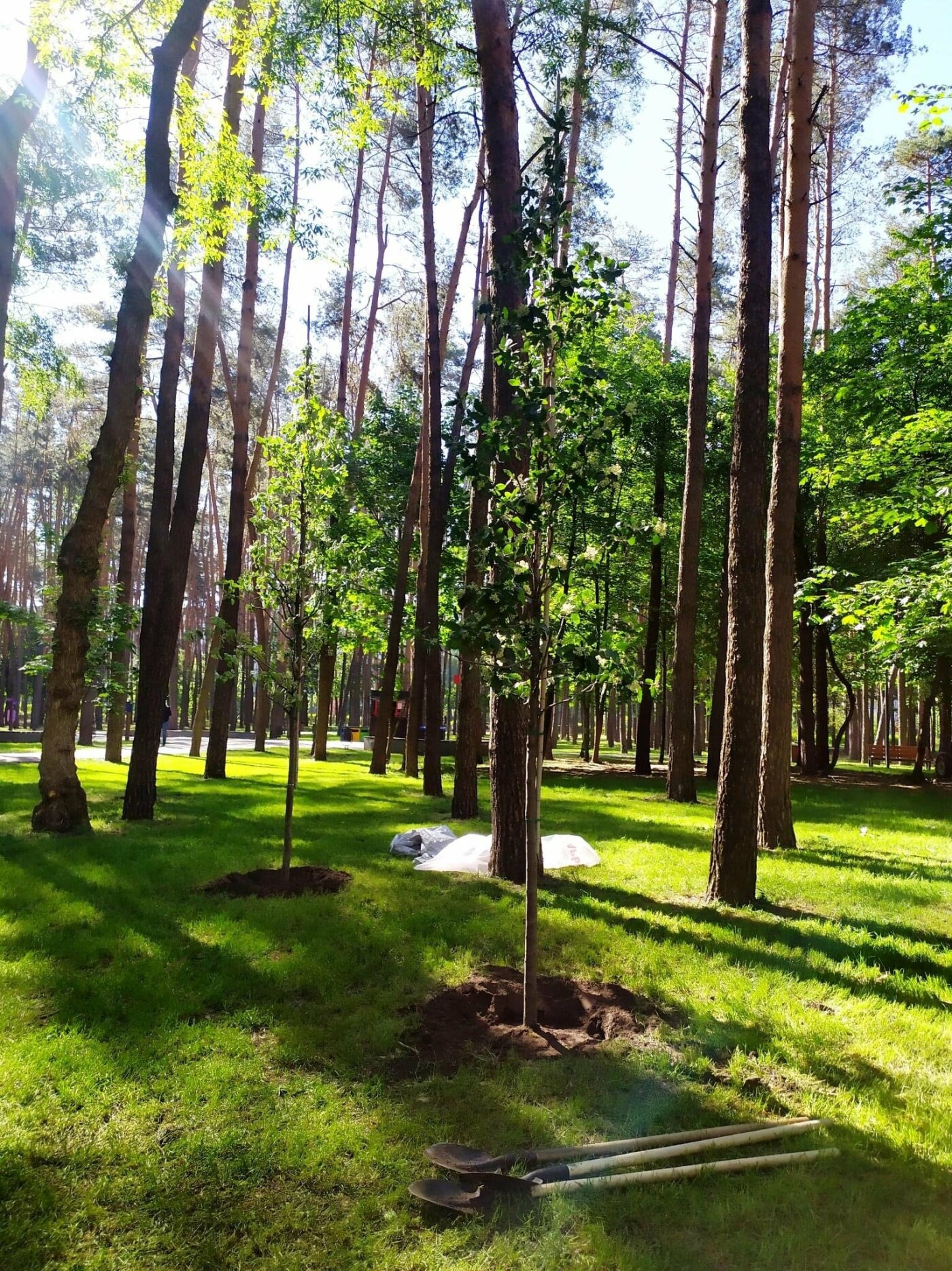 У столиці за рік комунальники висадили понад 57 тисяч дерев та кущів