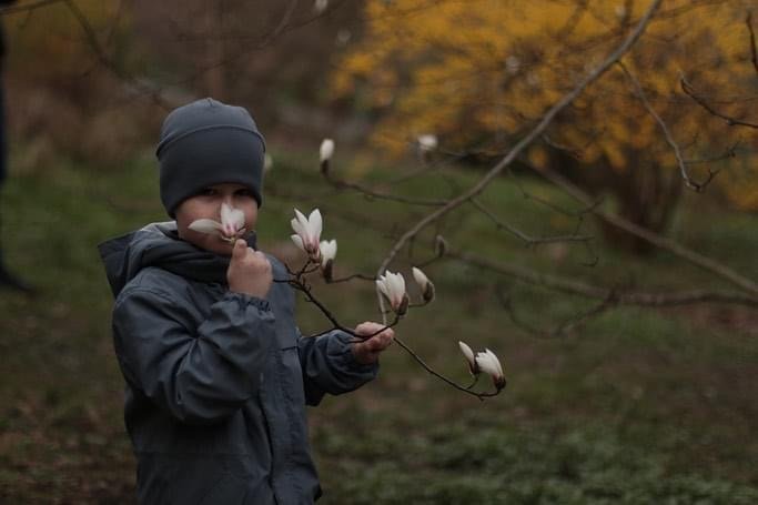 У столиці квітнуть дерева магнолії