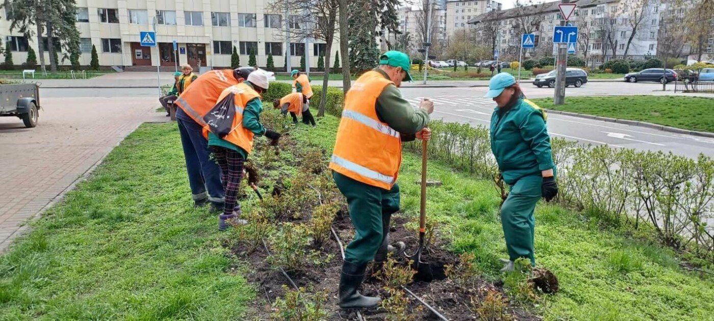 У столиці висадили 450 кущів троянд