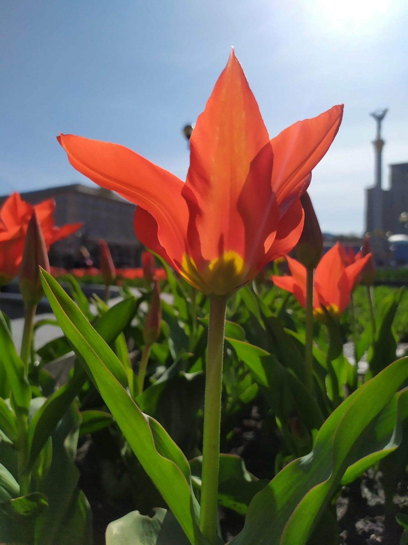 У столиці розквітли тюльпани, що подарувало Королівство Нідерланди