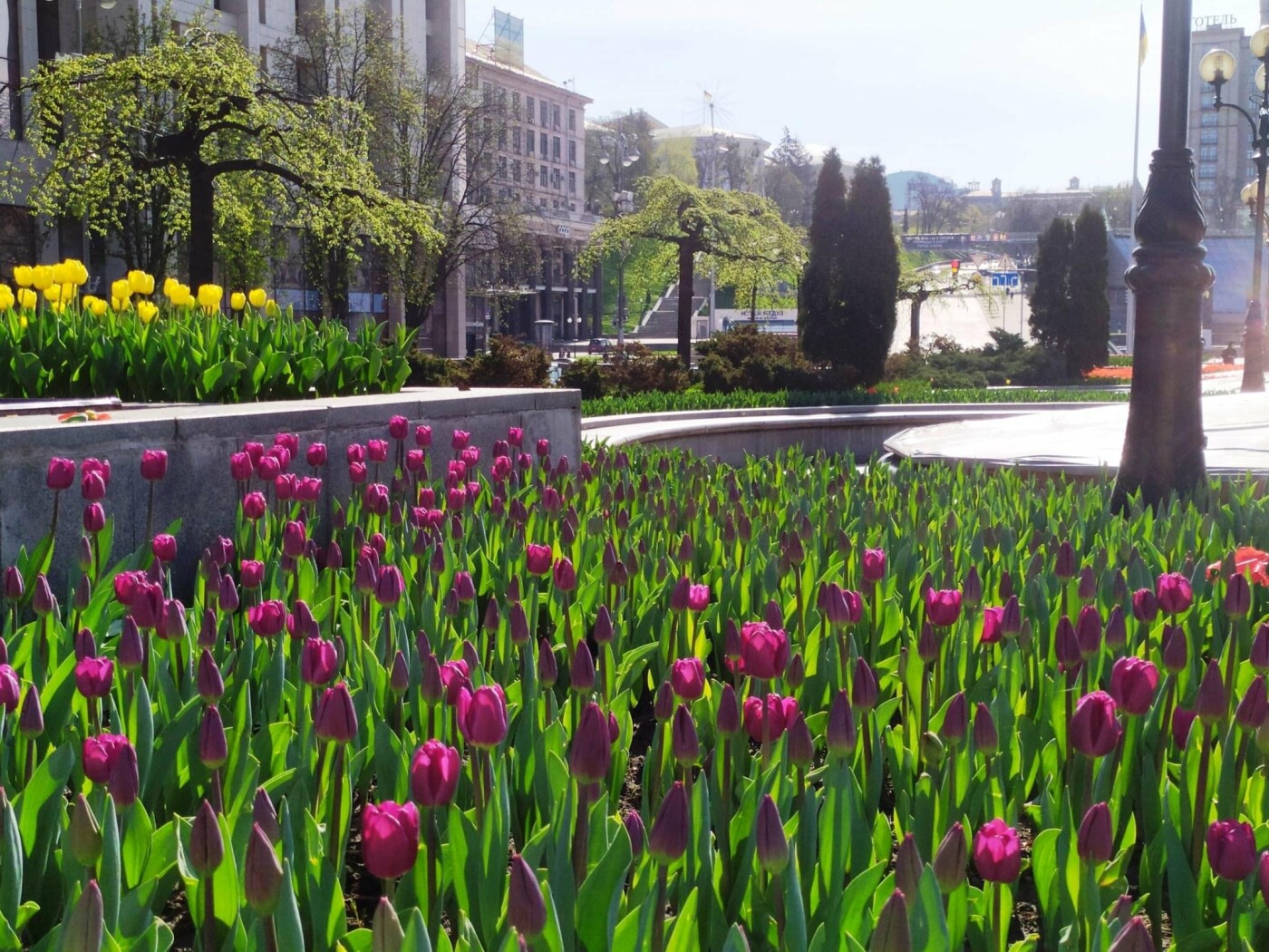 У столиці розквітли тюльпани, що подарувало Королівство Нідерланди