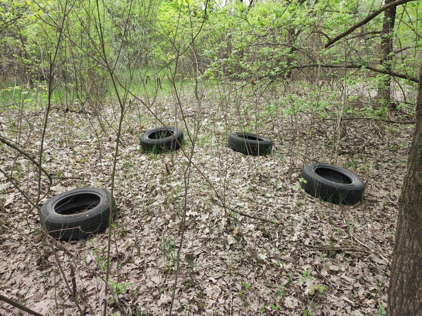 Заказник місцевого значення «Жуків острів» у столиці перетворився на сміттєзвалище