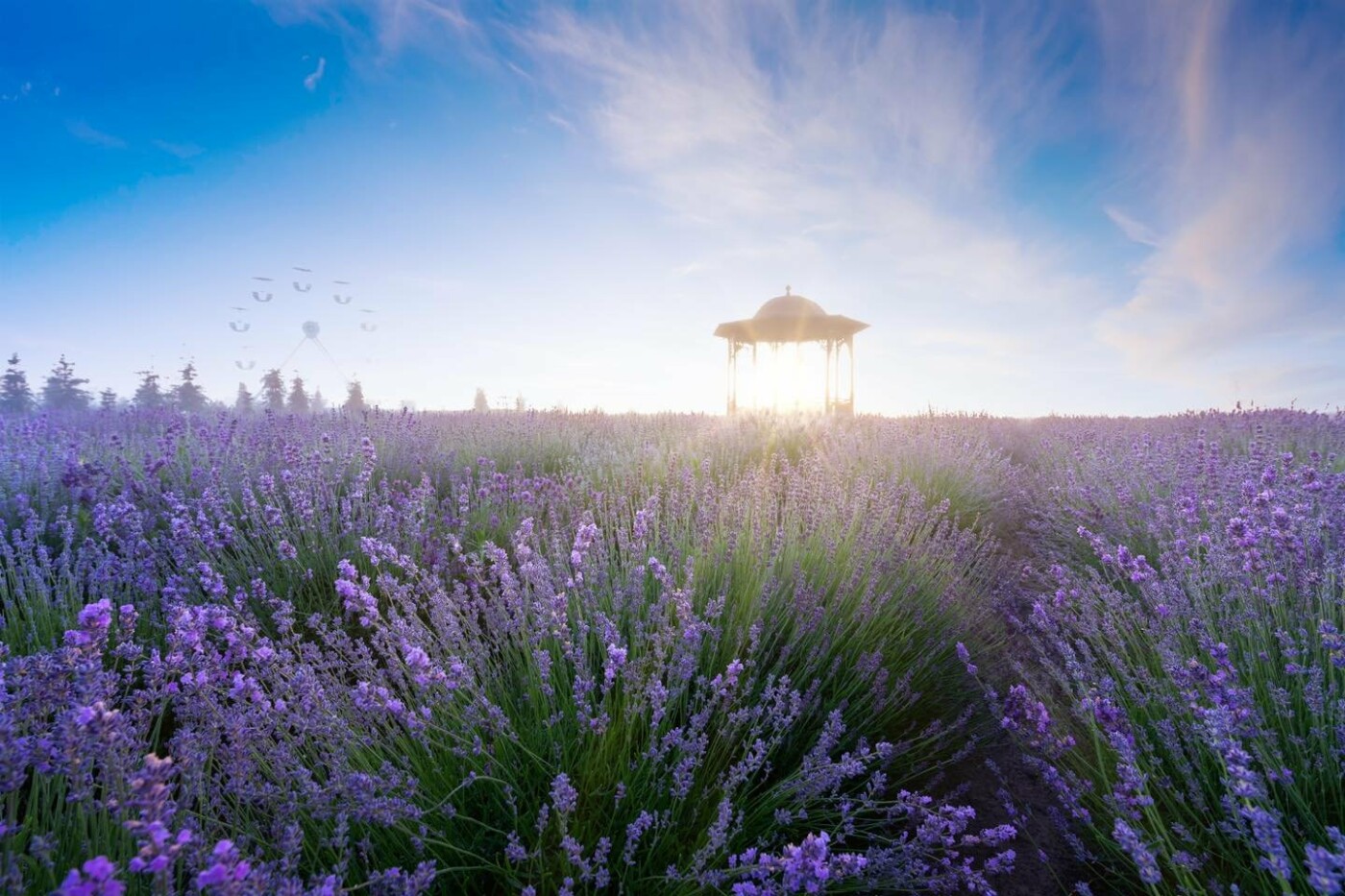 На Київщині скоро почнуть квітнути лавандові поля