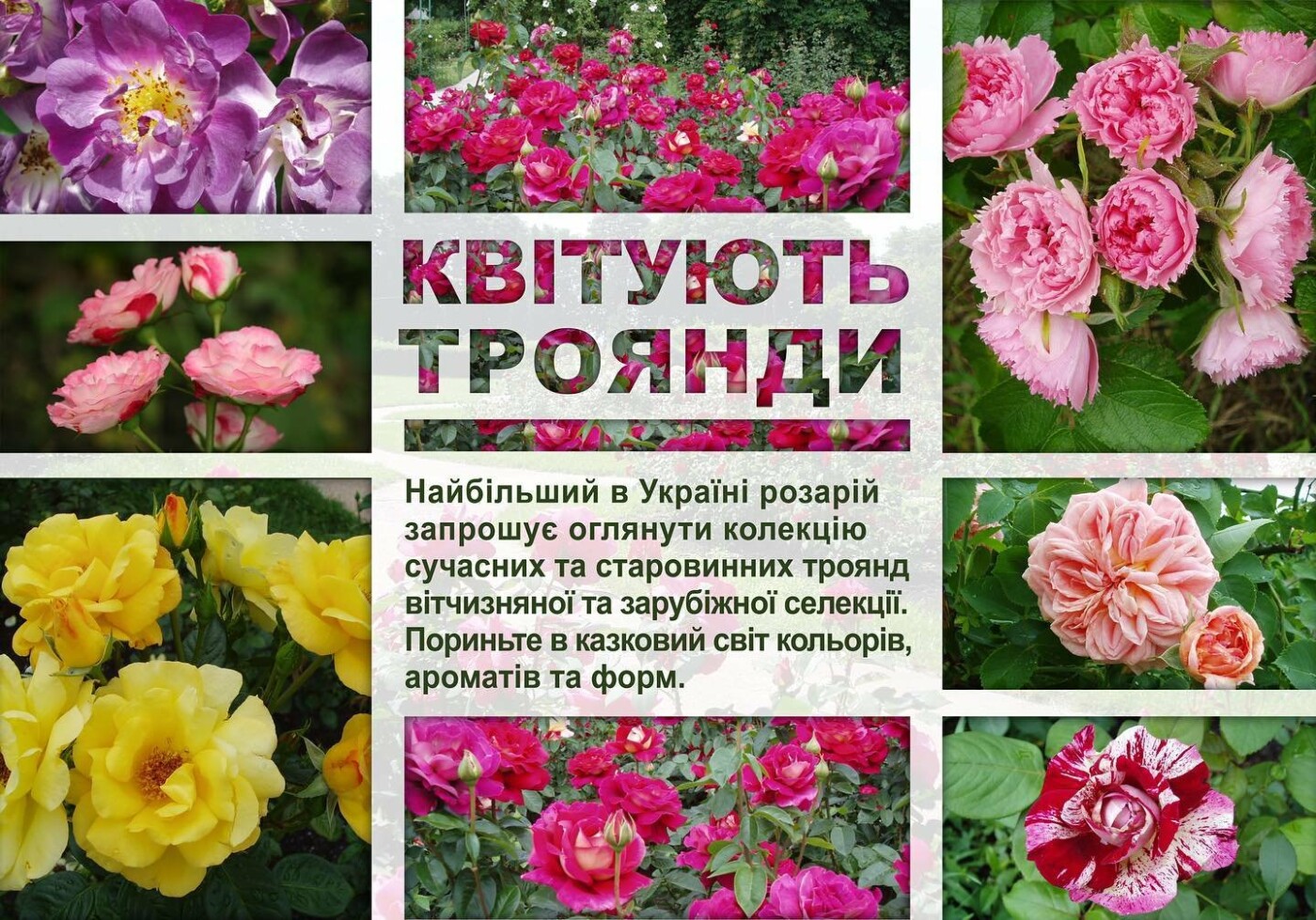 В Києві розквітли унікальні троянди.