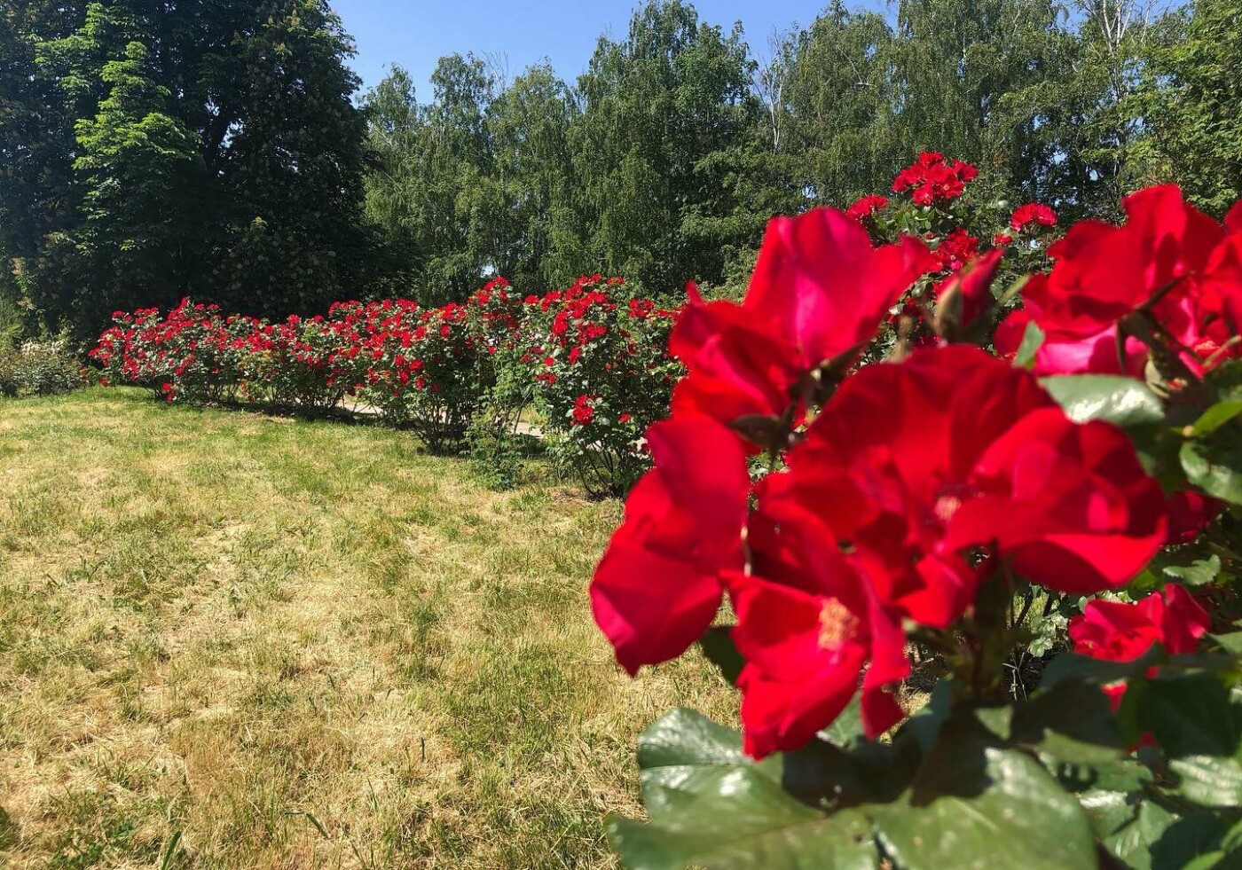 В Києві розквітли унікальні троянди.
