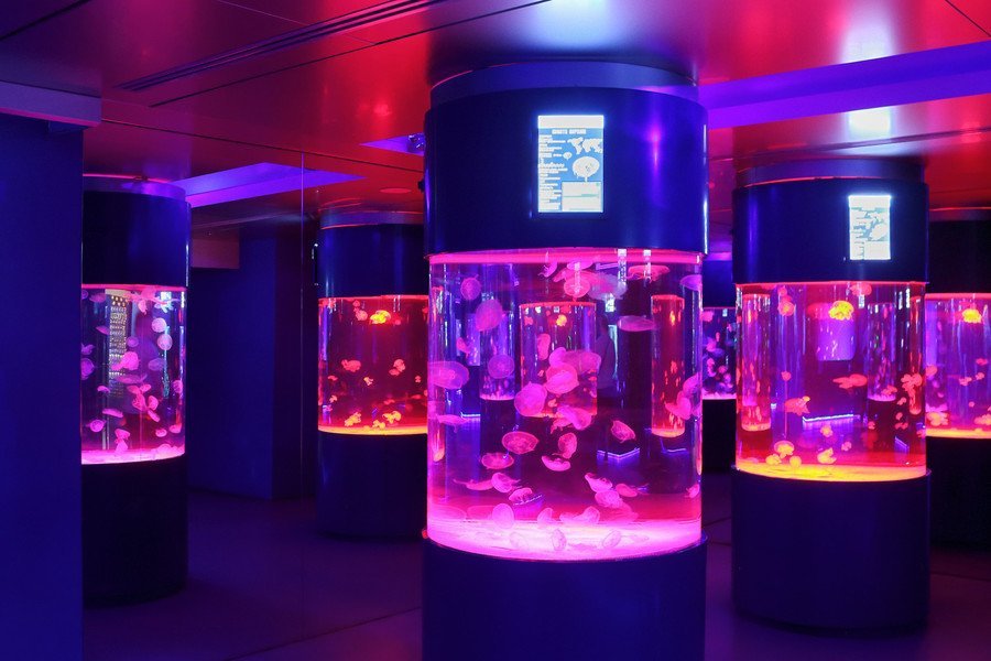 Музей медуз в Києві